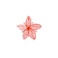 ovunquebycaro pink flower flowers decor Sticker