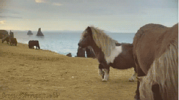 pony im GIF