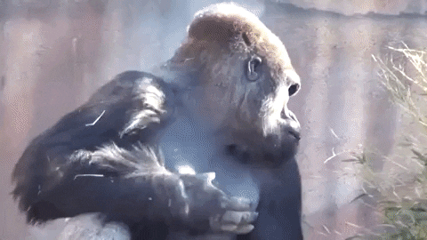 Ape-chest-pounding GIFs - Get the best GIF on GIPHY
