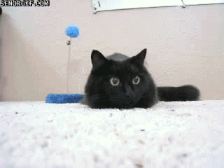 cat observer GIF by Cheezburger