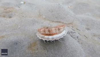 Mollusk on the Move: Freediver Spots Scallop Shuffling Across Seabed