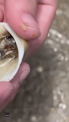 Tiny Crab Found Inside Shell