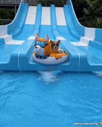 Dog Puppy GIF
