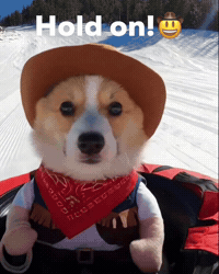 heycookiecorgi nope corgi ohno hold on GIF