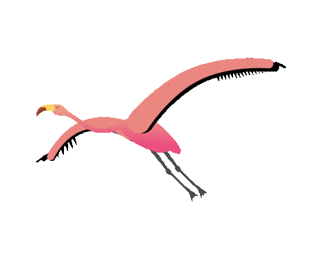 captainanimation giphyupload pink bird flamingo Sticker