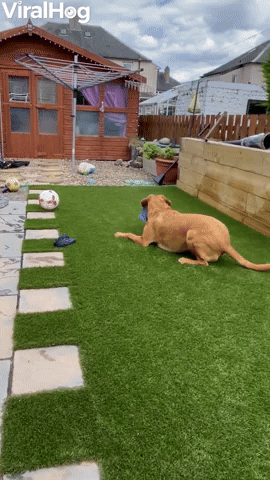 Labrador Sneakily Steals Dad's Hat