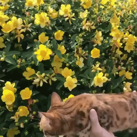 Video gif. Two hands hold an orange spotted cat up next to a yellow flower bush. The hands move the cat up and down like it's a snake floating in the air. The cat looks around, content.