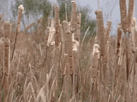 Education Biology GIF by DIIMSA Stock