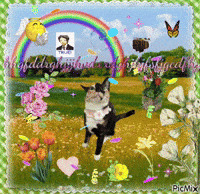 Cat Keyboard Smash GIF