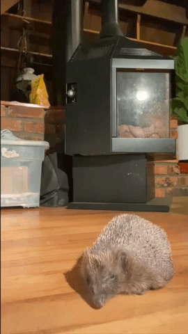 Woman Nurses Hedgehog Back to Health