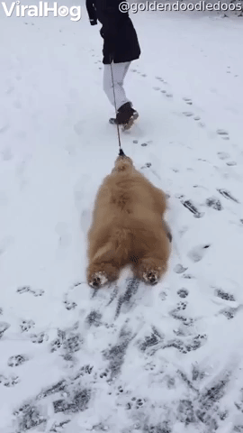 Silly Goldendoodle Becomes Adorable Snow Shovel