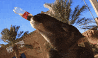 camels GIF