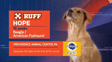 Animal Planet GIF by Puppy Bowl