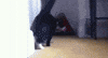 funny cat GIF