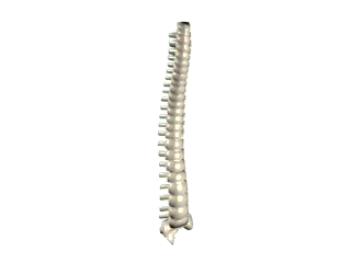 spine chiropractic Sticker by quirocamp