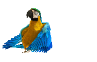 Piwo Captain Jack Sticker by captainjackbeer