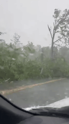 Severe Storm Damages Trees in Middle Tennessee