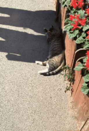 cuteanimalland giphygifmaker GIF