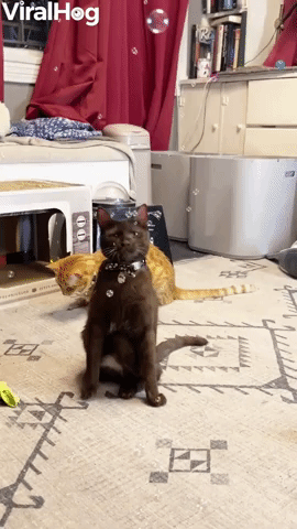 Molé the Cat Playing with Catnip Bubbles