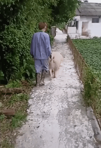 khoytuong giphygifmaker GIF