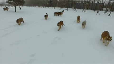 tigres animaux GIF by BFMTV