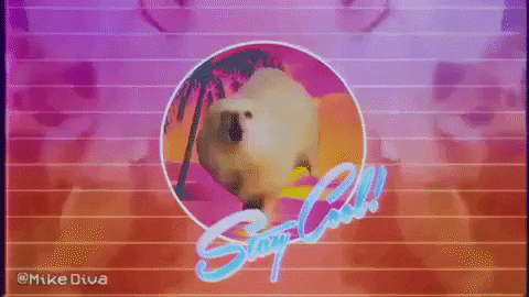 Dog Meme GIF by Mike Diva