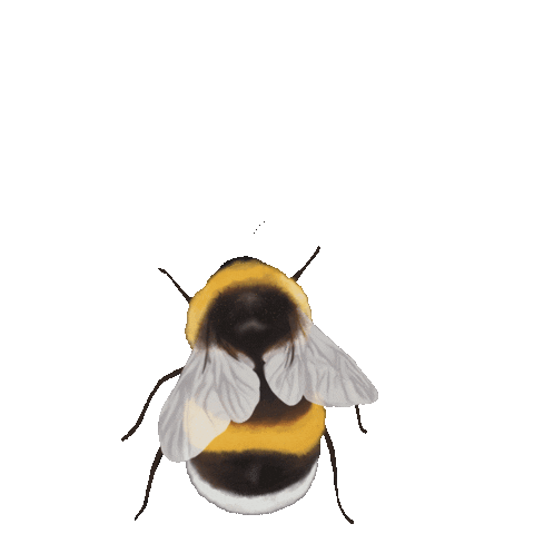 jillibe giphyupload bee bug insect Sticker