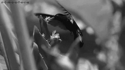 black and white bird GIF