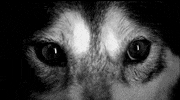 wolf GIF