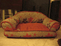 corgi GIF