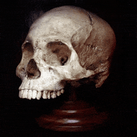 vinicicruz skull polygon low poly vanitas GIF