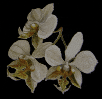 Phalaenopsis GIF by Dr.Soil