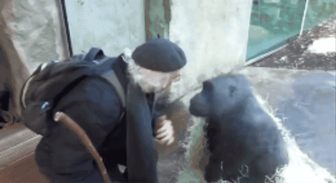 Pecritos giphygifmaker giphycreatortest macaco conversando conversa intelectual GIF