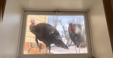 Wild Turkeys Peck on Window of Home