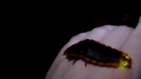 alegalazb giphygifmaker GIF