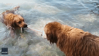 Dog Holds Onto Paddle Pal's Leash as Canine Duo Take a Dip