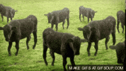 cows GIF