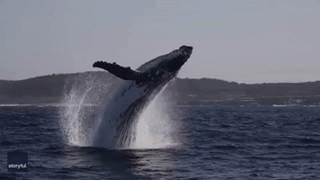 Sydney Whale Watchers Record Spectacular Breaches on First Trip of the Season
