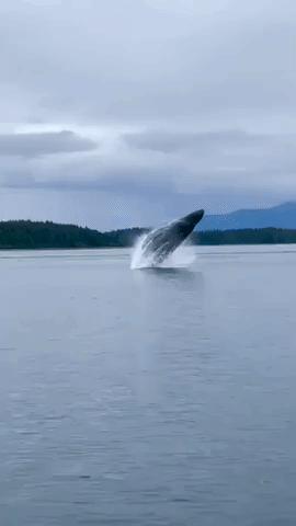 Humpbacks Give Alaskan Boaters the Show of a Lifetime