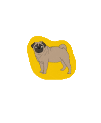 shopfrankiesue dog yellow pug st pete Sticker