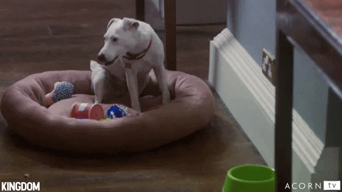 acorn-tv giphyupload dog puppy doggo GIF