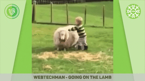lamb GIF