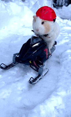 Guinea Pig Snow GIF by Storyful