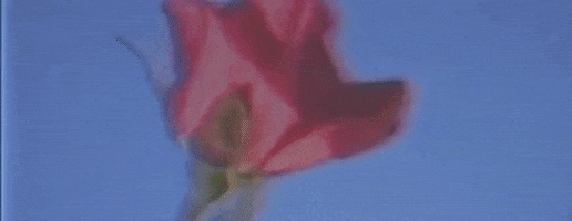 Blossoming What If GIF by Kenzie