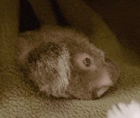 See Ya Lol GIF by San Diego Zoo