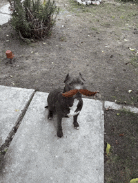 Dog GIF