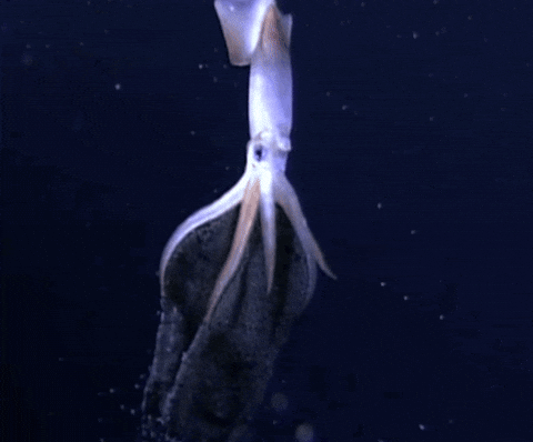Squid GIF