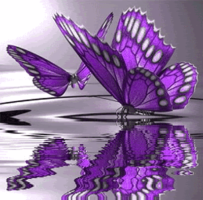images butterfly GIF