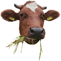 Vegan Eat Sticker by Wakker Dier