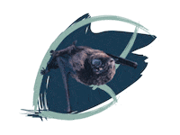 Endangered Species Australia Sticker by NSW Department of Planning, Industry and Environment